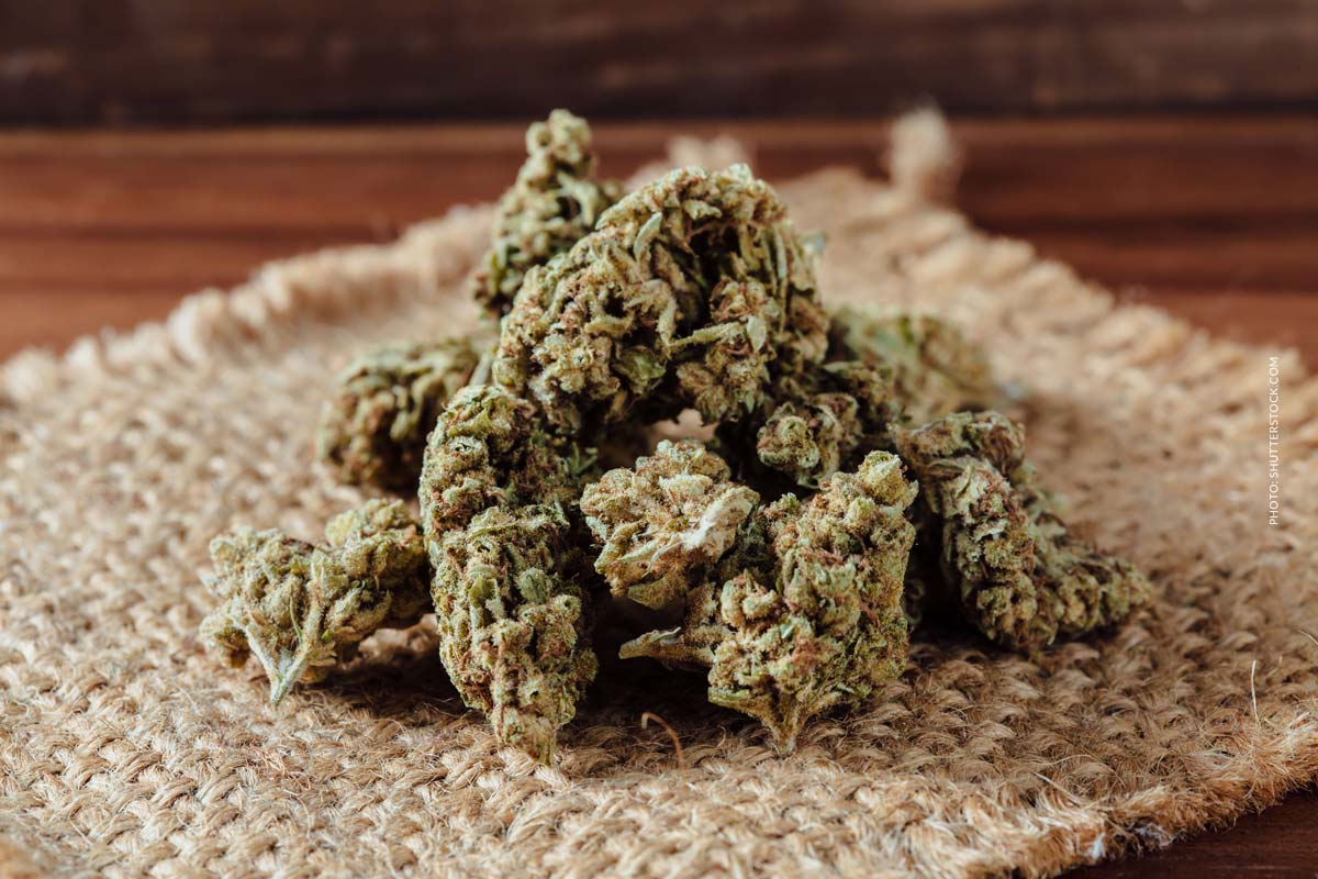Snowflake: Sorte, Aroma & THC Gehalt